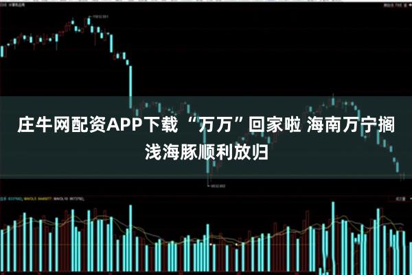 庄牛网配资APP下载 “万万”回家啦 海南万宁搁浅海豚顺利放归